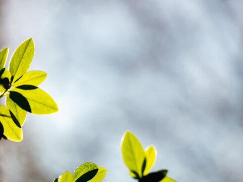 Green azalea leaves brightly lit by morning sunlight