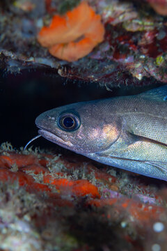 The Gilded Forkbeard: A Greater Forkbeard (Phycis phycis) resting on a colorful reef in the Mediterranean Sea, Tamariu, Spain
