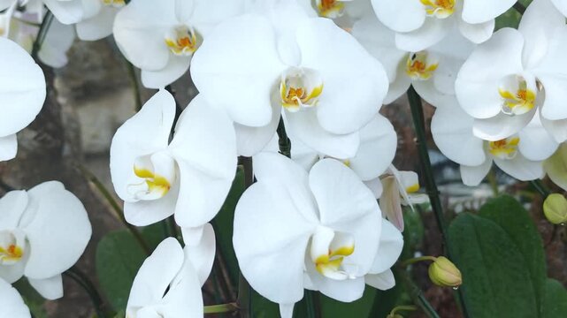 Isolated delicate purple orchid blossom 