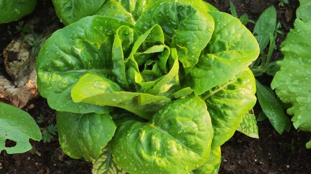 Organic cos lettuce from our garden.