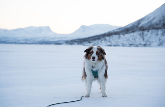 Red merle miniature american shepherd dog standing in a winter arctic landscape with lapporten in the background