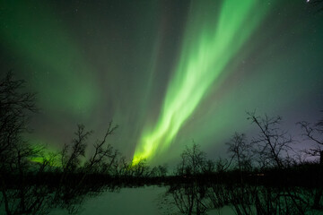 A river of the aurora borealis in the sky above an early winter landscape in the arctic circle, with a snowy path leading through dark birch trees © Jacob Hall