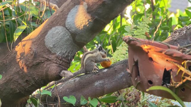 The squirrel is eating fruit on the tree.