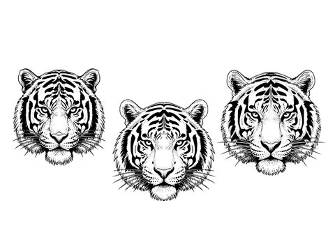 Tiger face symmetrical engraving illustration power tattoo design