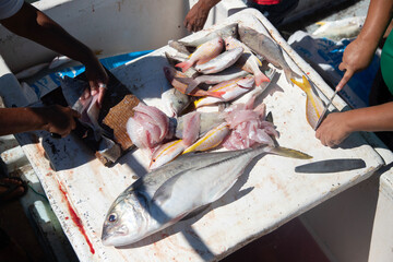 Fishermen filleting fresh tropical reef fish on a boat table with large trevally in foreground in Sisal, Yukatan, Mexico.