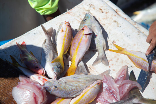 Fishermen filleting fresh tropical reef fish on a boat table with large trevally in foreground in Sisal, Yukatan, Mexico.