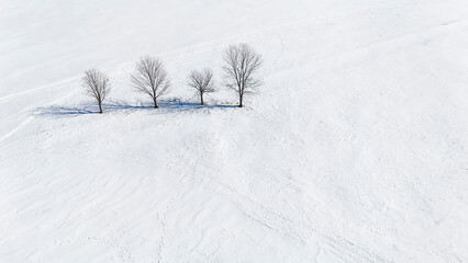aerial drone snow land landscape trees sparse nobody background