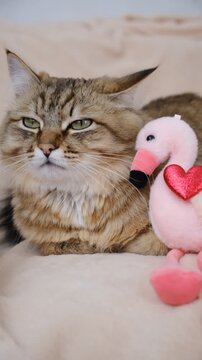 Cute tabby cat with stuffed toy flamingo. Relaxing kitten on the couch, cozy home. Funny curious pet, humor. Atmospheric mood. Contented cat	
