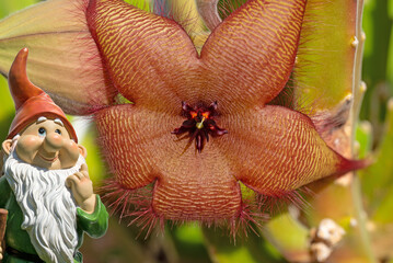 A close-up of a carrion flower