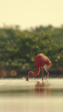 a flamingo eating in the mangroves in yucatecan coasts
