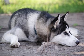 siberian husky dog © 0990930308