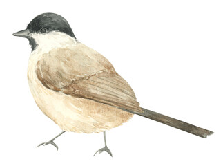 Watercolor grey warbler bird isolated. Hand drawn illustration © Lidiia Chupryna