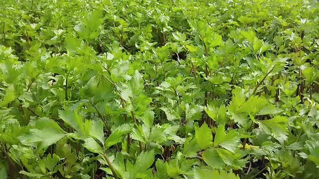 Fresh Green Celery Plantation Growing in Organic Farm Garden