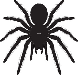 Tarantula Spider Isolated on White Background Vector Illustration