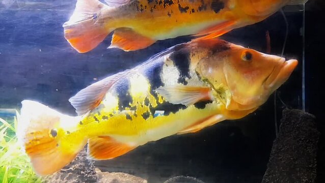 Two vibrant Peacock Bass fish (Cichla) swimming calmly in a freshwater aquarium.