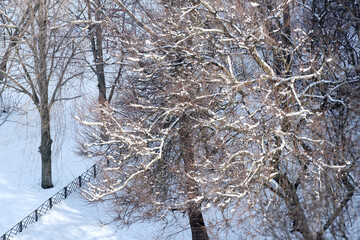 Snow-covered branches glistening in the winter sunlight