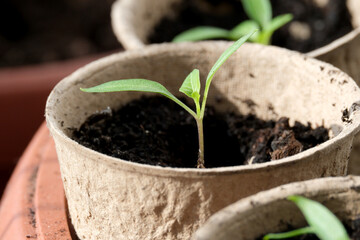 New plant sprouts reaching for sunlight in a cozy garden setting