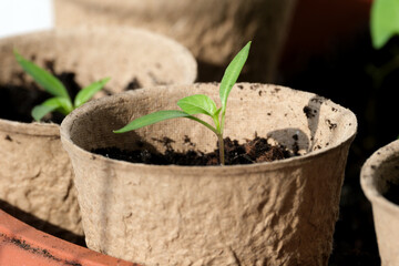New sprouts grow in eco-friendly pots on a sunny morning