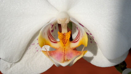 Elegant orchid flower showing vibrant colors and delicate petals