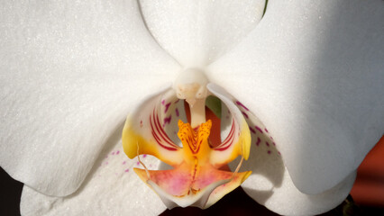 Orchid blossom showcases intricate beauty in soft sunlight