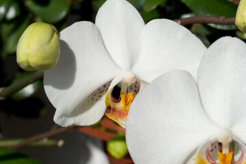 Beautiful white orchids blooming in sunlit garden setting