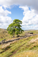 Fototapeta premium Isaacs Tea Trail on a public bridleway on Swinhope Moor on the North Pennines National Landscape (a UNESCO Global Geopark) near Coalcleugh, Northumberland, England UK