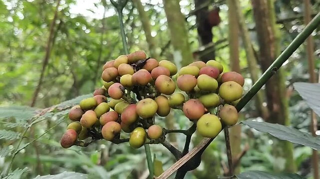 fruit from the Sulangkar or Red Girang plant (Leea indica).