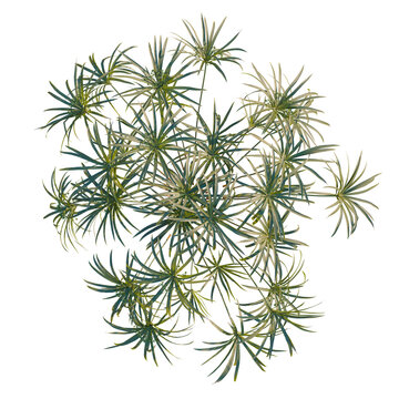 Cyperus alternifolius tree plan, top view, cutout, transparent background, isolate, Delicate fern leaf pattern, detailed macro texture, natural foliage, elegant background design
