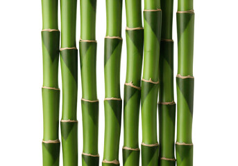 A vibrant arrangement of green bamboo stalks vertically aligned on transparent background