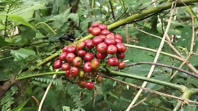 fruit from the Sulangkar or Red Girang plant (Leea indica).