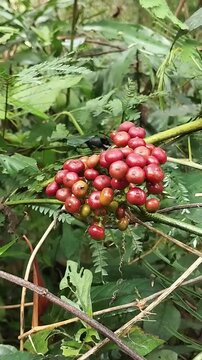 fruit from the Sulangkar or Red Girang plant (Leea indica).