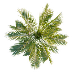 Howea belmoreana tree plan, top view, cutout, transparent background, isolate, Aerial view of a lush green forest landscape with dense trees and vibrant foliage.