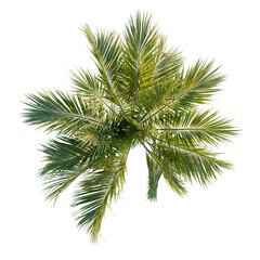 Fototapeta premium Howea belmoreana tree plan, top view, cutout, transparent background, isolate, Lush green ferns and foliage, a vibrant nature scene, detailed and organic texture