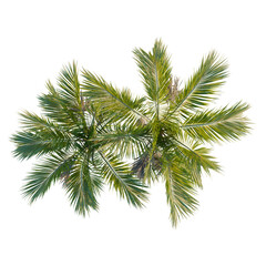 Howea belmoreana tree plan, top view, cutout, transparent background, isolate, Lush Green Fern Leaves Close-Up, Detailed Texture, Natural Botanical Beauty