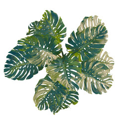 Monstera deliciosa tree plan, top view, cutout, transparent background, isolate, Monstera Deliciosa Leaf Close-Up, Vibrant Green Texture, Tropical Plant Detail, Nature Background © KP Stock