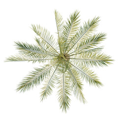 Phoenix canariensis tree plan, top view, cutout, transparent background, isolate, Green fern plant close-up, detailed texture, natural botanical background, perfect for design elements.