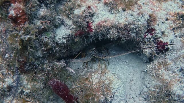 4K Underwater Footage of Spiny Caribbean Lobster (Panulirus argus) in Key Largo, Florida, USA