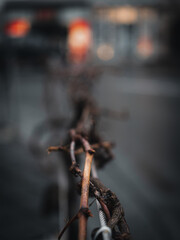 close up of plant in winter