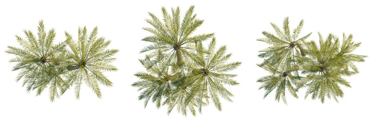 Phoenix canariensis tree plan, top view, cutout, transparent background, isolate, Lush Green Fern Fronds Detail, Intricate Texture and Pattern, Nature's Delicate Beauty