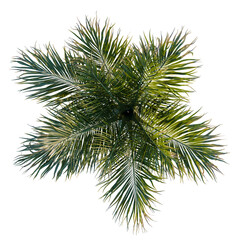 Obraz premium Rhopalostylis baueri tree plan, top view, cutout, transparent background, isolate, Lush Green Fern Texture Close-Up for Backgrounds, Design, and Nature-Inspired Projects