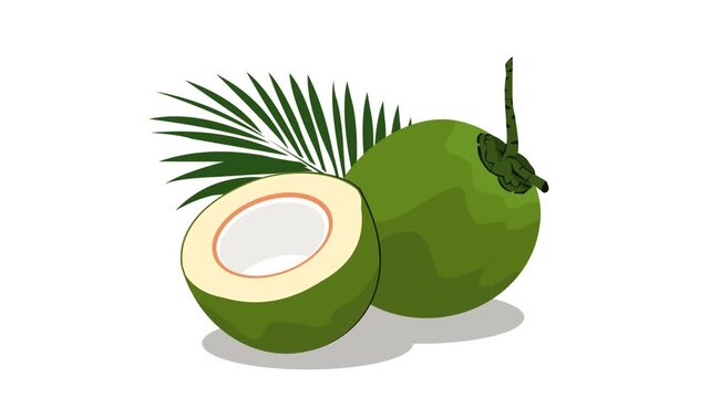 young coconuts and coconut leaves