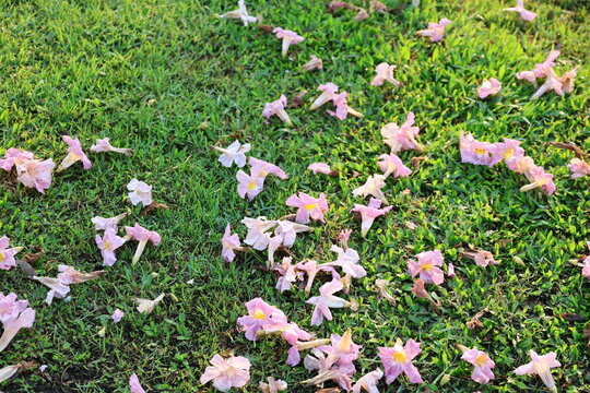 Pink abebuia rosea have fallen onto green lawn. The flowers resemble trumpets or morning glory, pale pink petals. The petals are thin, wrinkled, and have a yellow center. Taburia Rosi (Bertoll) Berter