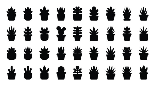 Collection of 30 different succulent and cactus silhouettes in black pots on white background for design and decoration