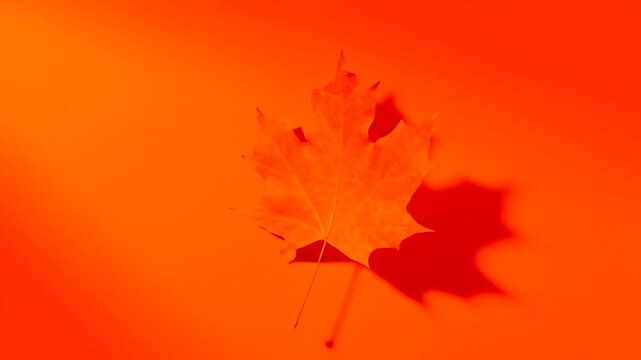 Vibrant red maple leaf on orange background with shadow.