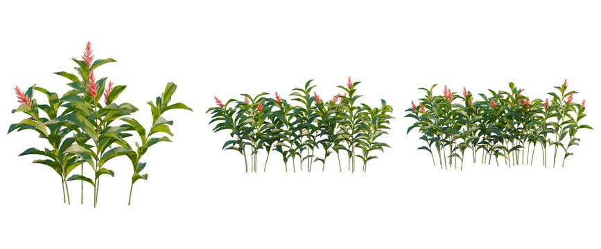 Alpinia purpurata tree, elevation, front view, cutout, transparent background, isolate, Vibrant Red Ginger Flowers Blooming in Lush Tropical Garden, Natural Beauty