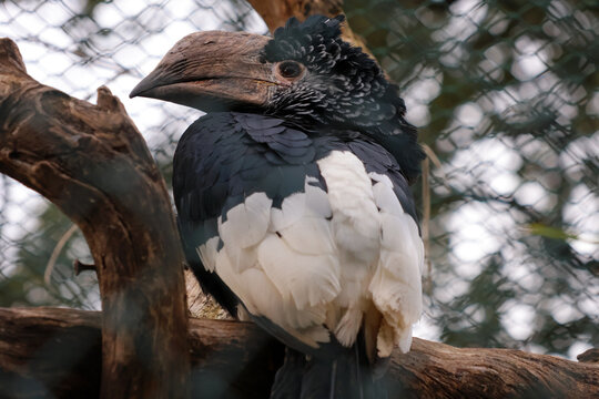 un calaos oiseau exotique