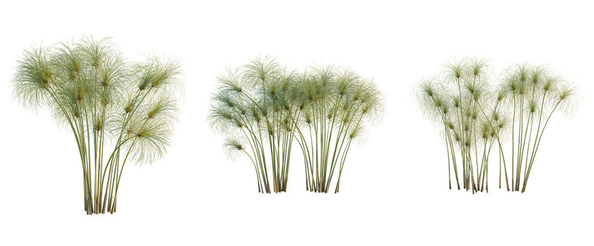 Cyperus papyrus tree, elevation, front view, cutout, transparent background, isolate, Tall green grass stalks close-up, natural texture, plant detail, field background, nature photography