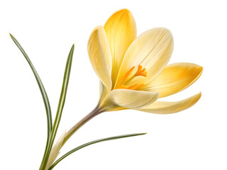 yellow flower isolated on white