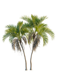 Obraz premium Howea belmoreana tree, elevation, front view, cutout, transparent background, isolate, Two palm trees against the sky, a tropical landscape, perfect for design elements