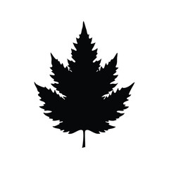 Fototapeta premium cedar leaf silhouette vector illustration, Silhouette of maple leaf with intricate details for graphic design vector illustration